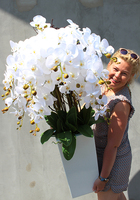 bardzo duży storczyk Beauty Grande w minimalistycznej donicy, wys.120cm 