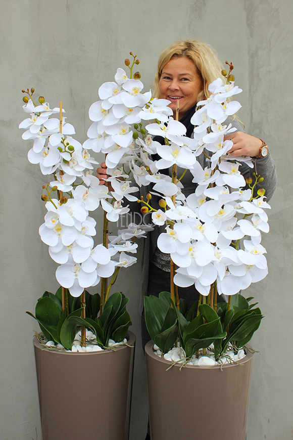 bardzo duży storczyk Kallena w donicy cappuccino, wys.150cm 