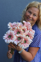 Gerbery Flamenco, bukiet kremowo-różowych kwiatów, dł.51cm