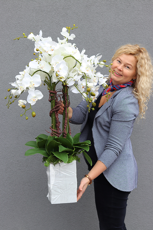 Mediolan Luneto, Solo, storczyk do obsadzenia, saute, wys.100cm