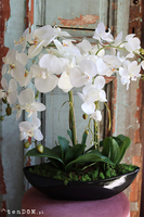 ekskluzywny storczyk Laos Black w czarnej donicy, wys.60cm