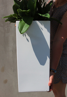 bardzo duży storczyk Beauty Grande w minimalistycznej donicy, wys.120cm