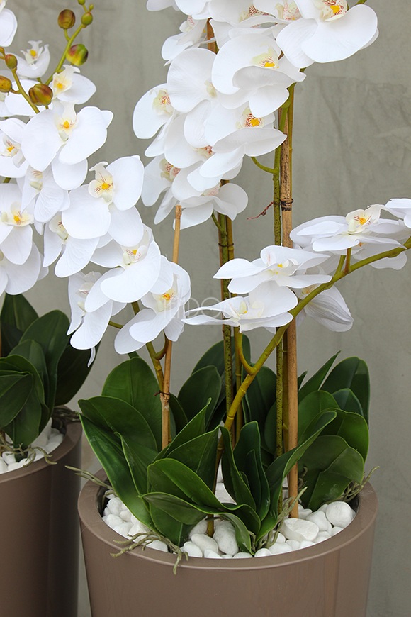 bardzo duży storczyk Kallena w donicy cappuccino, wys.150cm 