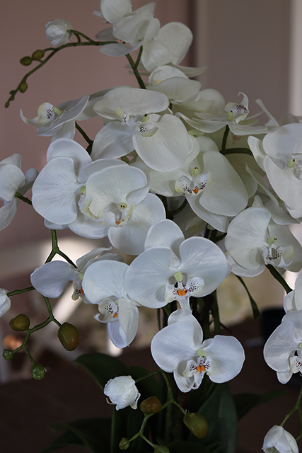 Mediolan White Classic, storczyk w osłonce z tworzywa sztucznego, wys.72cm