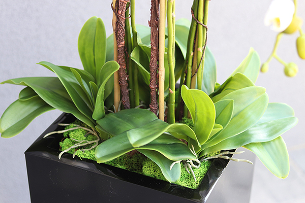 Grande Fiberglass Black Extra, efektowny storczyk w czarnej donicy z fiberglass (połysk), wys.130cm 