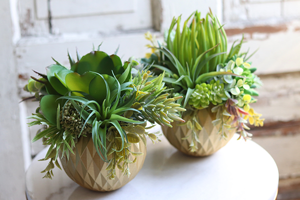 efektowna kompozycja sukulenty, Ferinato Gold B, wys.23cm