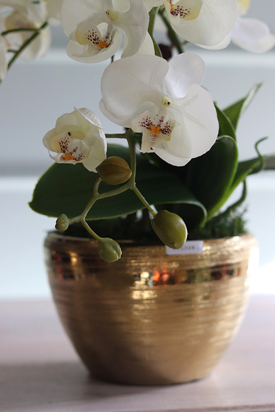 Goldisya Malla, elegancki storczyk w złotej osłonce, wys.41cm 