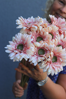 Gerbery Flamenco, bukiet kremowo-różowych kwiatów, dł.51cm