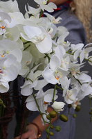 Mediolan Luneto, Solo, storczyk do obsadzenia, saute, wys.100cm