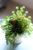 efektowna kompozycja sukulenty w głowie, Crazy Head, wys.34cm