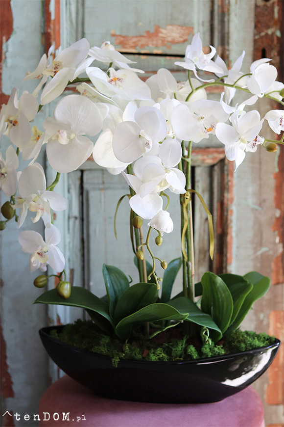 ekskluzywny storczyk Laos Black w czarnej donicy, wys.60cm