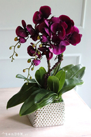 Flamenita, fioletowy storczyk w srebrnej donicy, wys.55cm