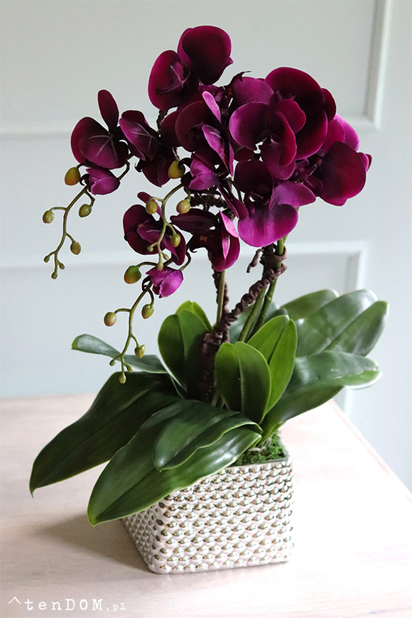 Flamenita, fioletowy storczyk w srebrnej donicy, wys.55cm