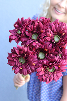 Gerbery Flamenco, bukiet bordowych kwiatów, dł.51cm