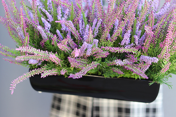 kompozycja kwiatowa w czarnej donicy, Wrzosy Novelty, wym.28x55cm  