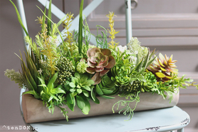 kompozycja sukulenty w długiej donicy, Hektor A, dł.48cm