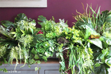GreenViet Premium, egzotyczna kompozycja roślinna, 1m bieżący