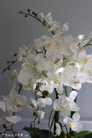 Georgia Big 3, efektowny storczyk w koszu z trawy, wys.86cm