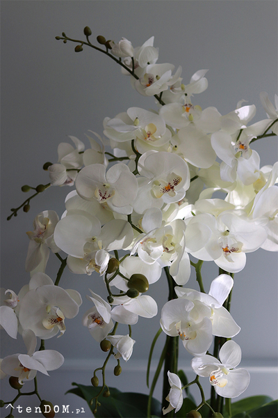 Georgia Big 3, efektowny storczyk w koszu z trawy, wys.86cm