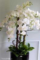 Grande Fiberglass Extra, biały storczyk w czarnej donicy z fiberglass, wys.142cm