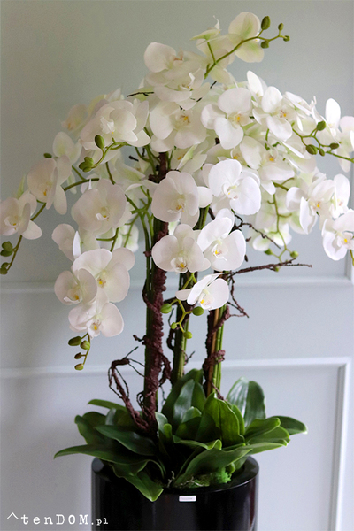 Grande Fiberglass Extra, biały storczyk w czarnej donicy z fiberglass, wys.142cm