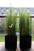 kompozycja Trawy Macarena w sześciennej czarnej donicy, wys.140cm 