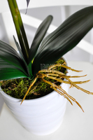 storczyk Odessa w ceramicznej, białej donicy wys. ok. 51cm 