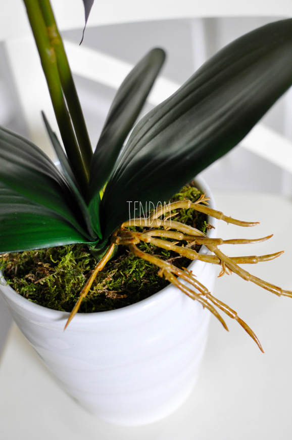 storczyk Odessa w ceramicznej, białej donicy wys. ok. 51cm 