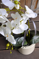 storczyk Terranova w kremowej donicy, wys.69cm