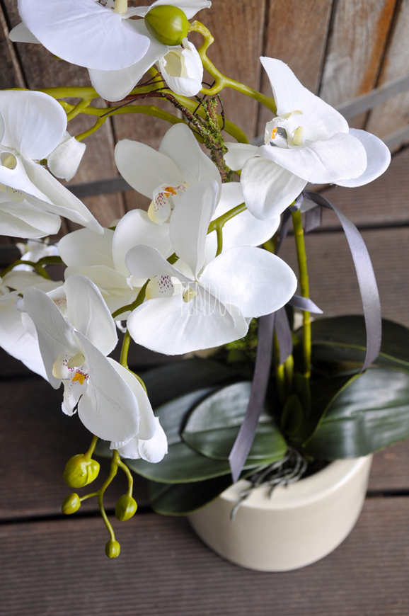 storczyk Terranova w kremowej donicy, wys.69cm