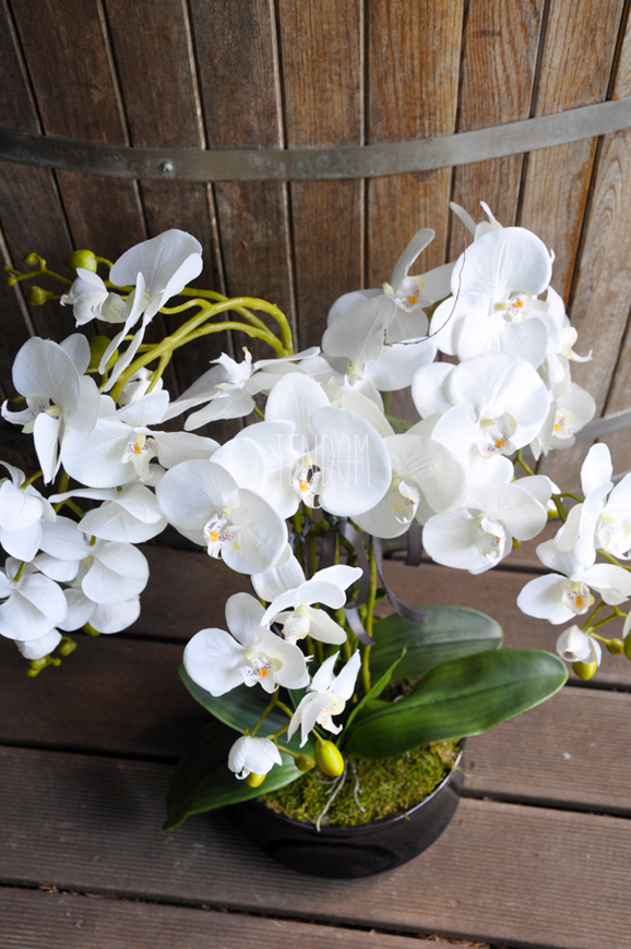 storczyk w czarnej okrągłej donicy Black 2, wys.75cm