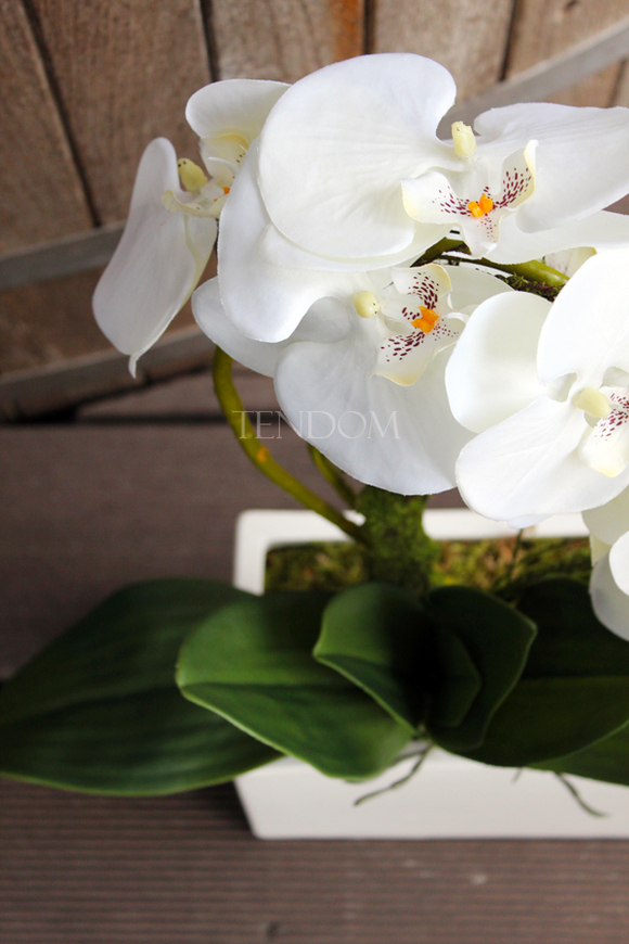 storczyk Banerra w minimalistycznej donicy, wys.45cm