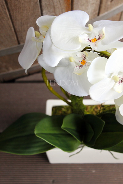 storczyk Banerra w minimalistycznej donicy, wys.45cm