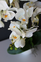 storczyk Mini Orchid w biało-srebrnej donicy, wys.50cm