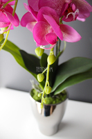 storczyk Fuksja Silver w srebrnej donicy wys.55cm 