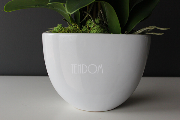 Cinderella Small, elegancki storczyk w białej donicy, wys.60cm