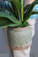 elegancki storczyk w ozdobnej donicy, Verona Mini, wys.60cm