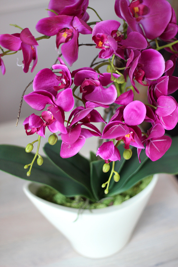 Castello Fuksja w eleganckiej, asymetrycznej donicy, wys.52cm