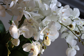 efektowny storczyk w wiklinowym koszu, Rattania Big, wys.86cm 