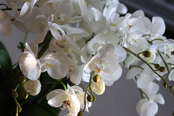 efektowny storczyk w wiklinowym koszu, Rattania Big, wys.86cm 