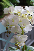 atrakcyjny gumowy storczyk, Travista Retania, wys.65cm