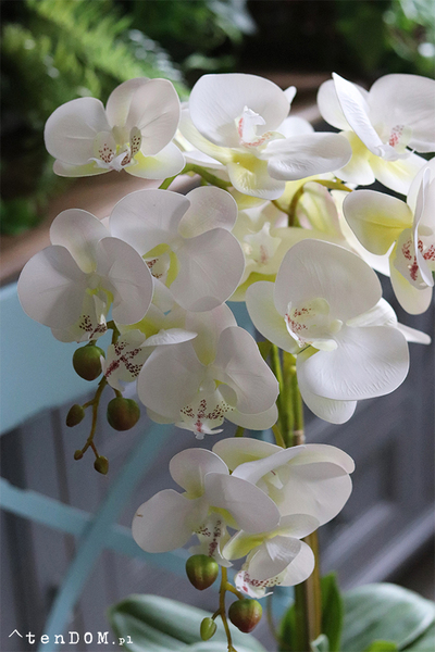 atrakcyjny gumowy storczyk, Travista Retania, wys.65cm