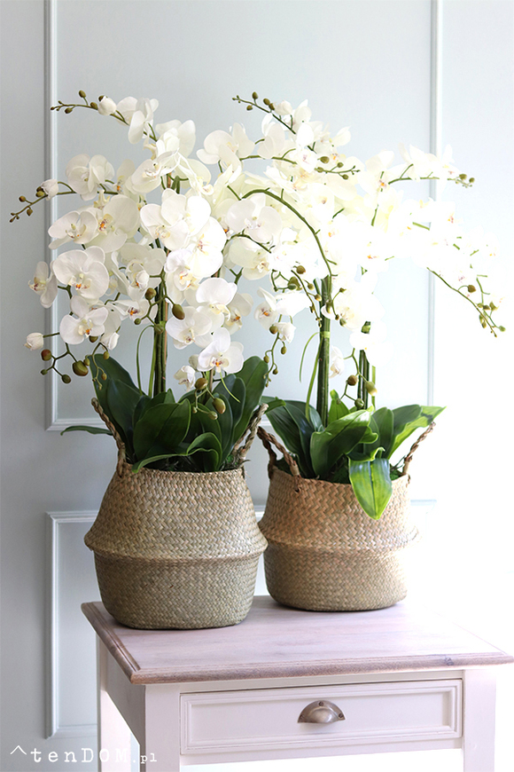 Georgia Big 3, efektowny storczyk w koszu z trawy, wys.86cm