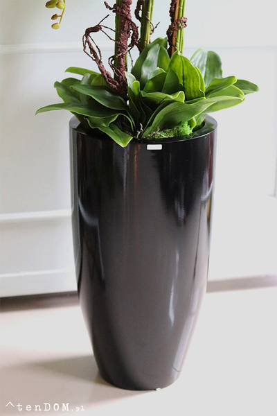 Grande Fiberglass Extra, biały storczyk w czarnej donicy z fiberglass, wys.142cm