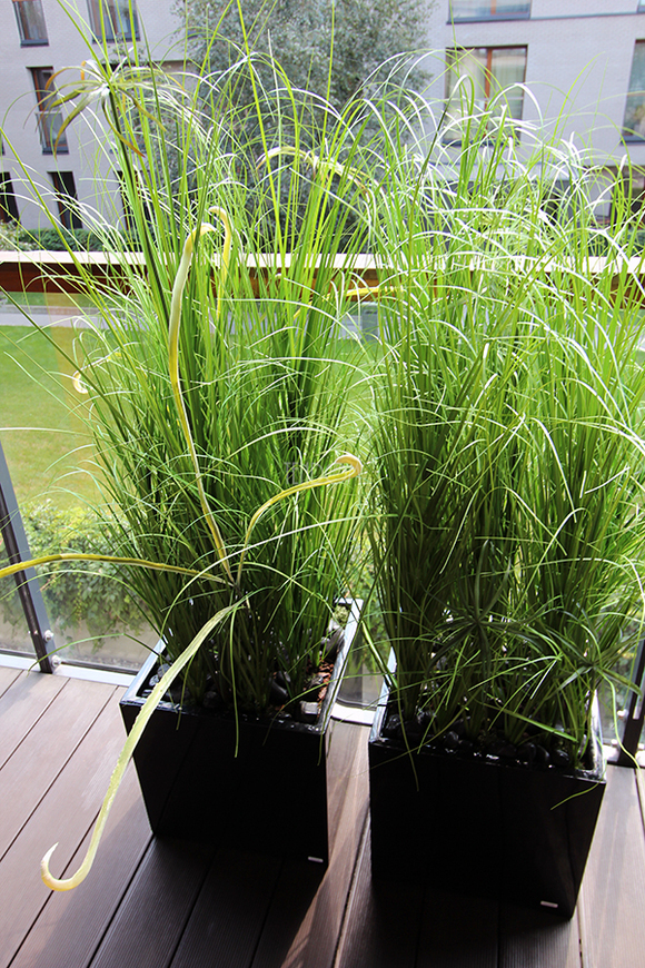 kompozycja Trawy Macarena w sześciennej czarnej donicy, wys.140cm 