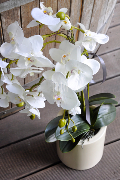 storczyk Terranova w kremowej donicy, wys.69cm