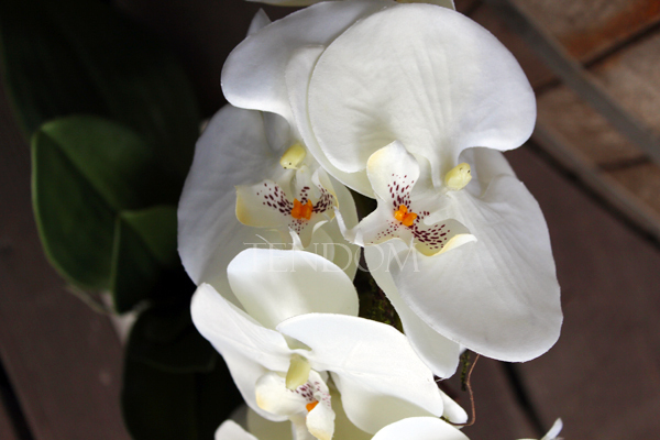 storczyk Banerra w minimalistycznej donicy, wys.45cm