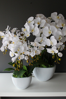 Cinderella Small, elegancki storczyk w białej donicy, wys.60cm