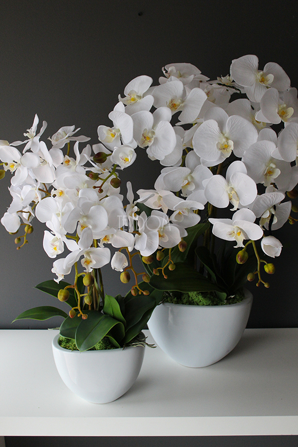 Cinderella Small, elegancki storczyk w białej donicy, wys.60cm