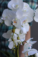 elegancki storczyk w ozdobnej donicy, Verona Mini, wys.60cm